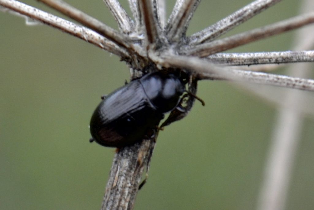 Nalassus (Tenebrionidae) ?